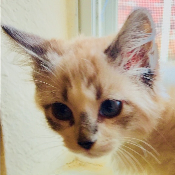 Meet your Posher, Jordan - Picture 1 of 1